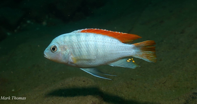 Maylandia greshakei 'Makokola Reef'